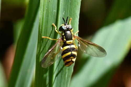 Chrysotoxum intermedium